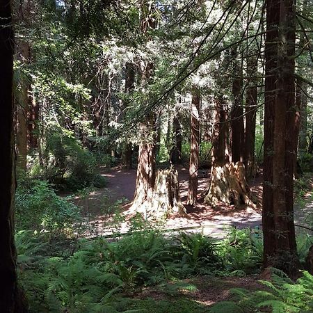 Emerald Forest Cabins Тринидад Стая снимка