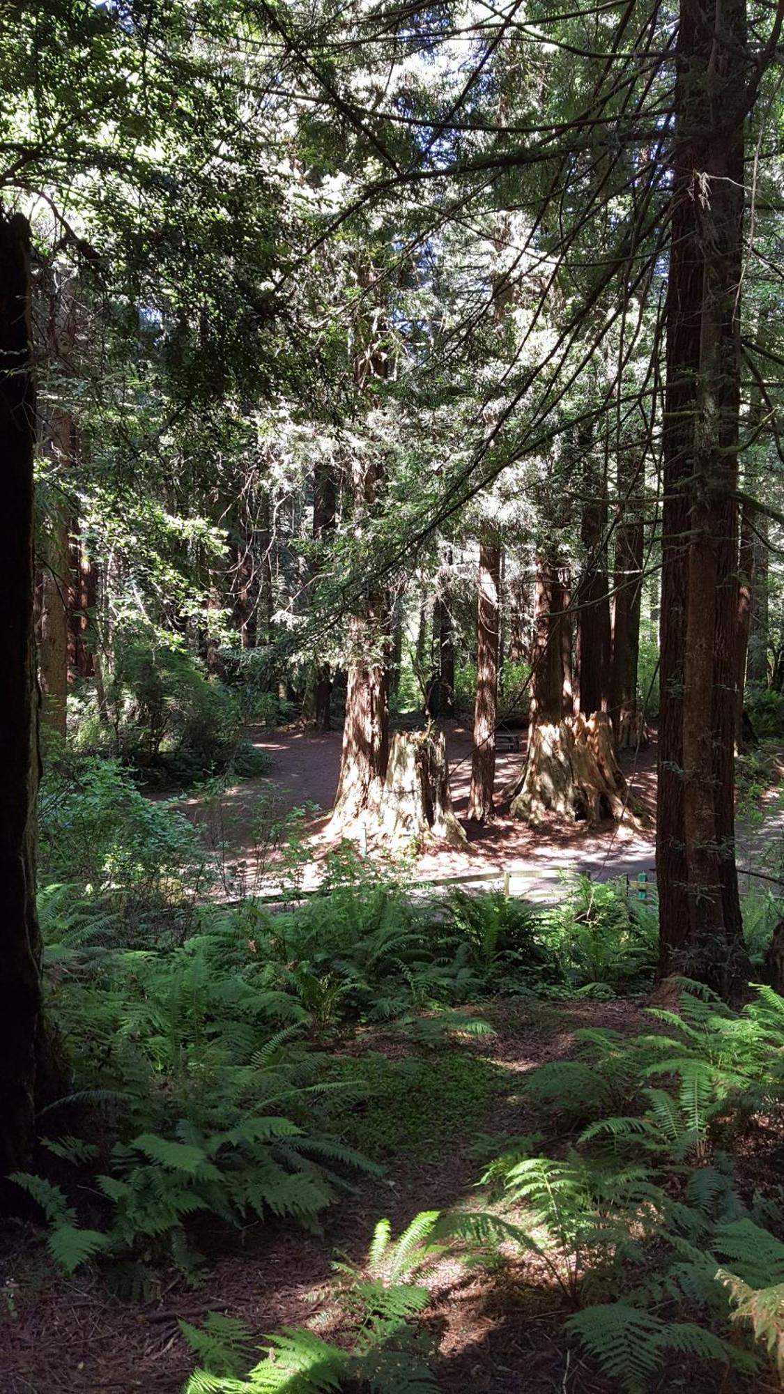 Emerald Forest Cabins Тринидад Стая снимка